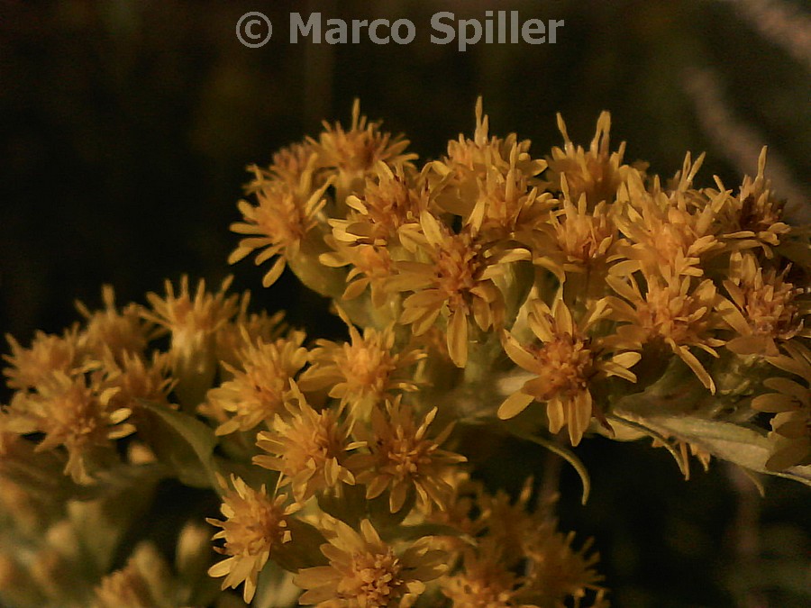 Solidago gigantea